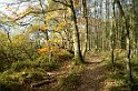 Herbstwald